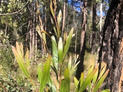 Acacia neriifolia