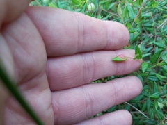 Exobasidium rostrupii