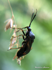 Deraeocoris ruber