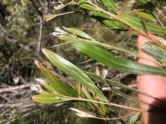 Acacia neriifolia