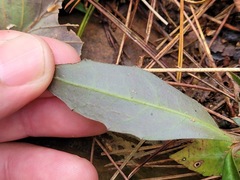 Ardisia cornudentata morrisonensis