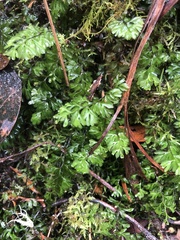 Hymenophyllum