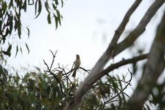 Ptilotula penicillata