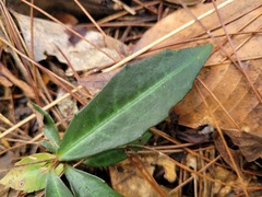 Ardisia cornudentata morrisonensis