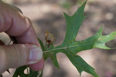 Amphibolips quercusostensackenii