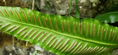 Asplenium scolopendrium scolopendrium