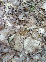 Anaxyrus americanus