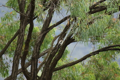 Cracticus nigrogularis