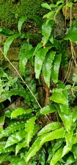 Asplenium scolopendrium scolopendrium