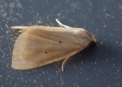 Marimatha nigrofimbria