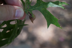 Amphibolips quercusostensackenii