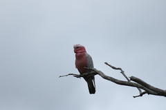 Eolophus roseicapilla