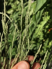 Muhlenbergia mexicana