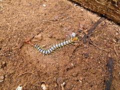 Scolopendra morsitans