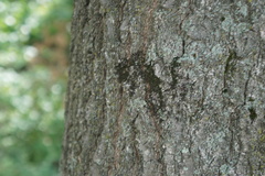 Frullania