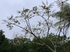 Aralia decaisneana