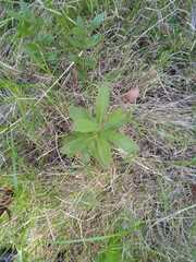 Psidium salutare mucronatum