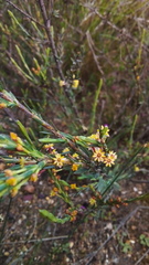 Struthiola