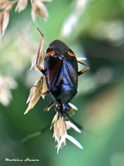 Deraeocoris ruber