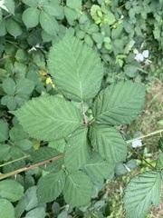 Rubus