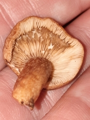 Lactarius quietus incanus