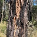 Eucalyptus fibrosa fibrosa - Photo (c) Martin Bennett, algunos derechos reservados (CC BY-NC), subido por Martin Bennett