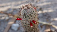 Mammillaria pottsii