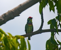 Psilopogon haemacephalus