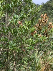 Quercus sessilifolia