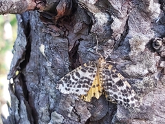 Arichanna melanaria