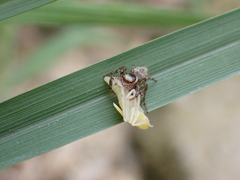 Salticidae