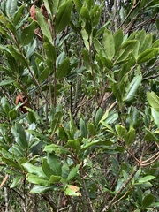 Quercus sessilifolia