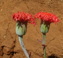 Kleinia fulgens