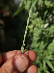 Muhlenbergia mexicana