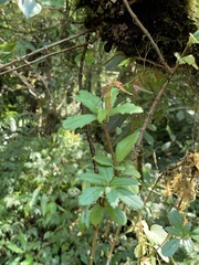 Lysionotus pauciflorus