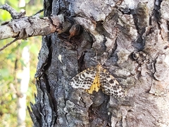 Arichanna melanaria
