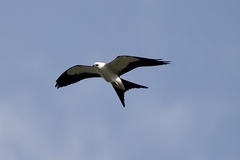 Elanoides forficatus