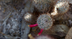 Mammillaria pottsii