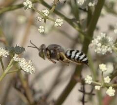 Pterygota