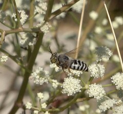 Pterygota
