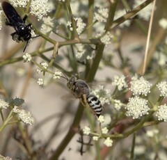 Pterygota
