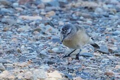 Acanthiza chrysorrhoa