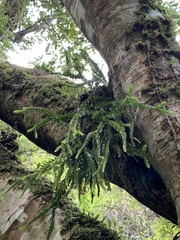 Phlegmariurus fordii