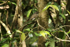 Pachycephala pectoralis