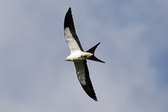 Elanoides forficatus