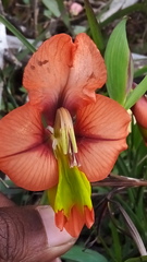 Gladiolus alatus