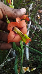 Gladiolus alatus