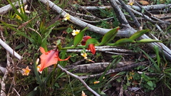 Gladiolus alatus