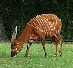 Tragelaphus eurycerus isaaci