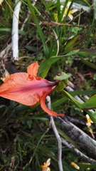 Gladiolus alatus
